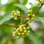 atractylenolide-iii-eases-polycystic-ovary-syndrome-effects