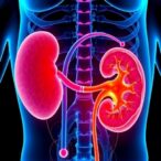 ca2+-role-in-pyroptosis-and-kidney-stones