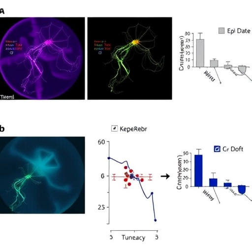 ultrasound-boosts-peripheral-nerve-regeneration:-insights-revealed