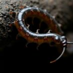 gene-expansion-linked-to-antithrombotic-traits-in-leeches