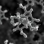 genomic-insights-into-staphylococcus-epidermidis-se252-from-plants