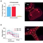 revealing-formononetin’s-anti-inflammatory-effects-in-ibd