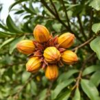 prosopis-africana:-a-natural-solution-for-dental-health