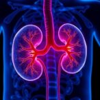 methionine-restriction-reverses-kidney-fibrosis-epigenetically