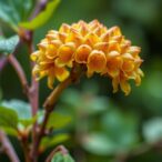 new-neurotrophic-supplement-from-cistanche-fatty-acids