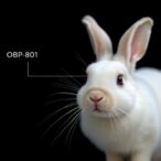 obp-801-reduces-fibrosis-and-eye-pressure-in-rabbits