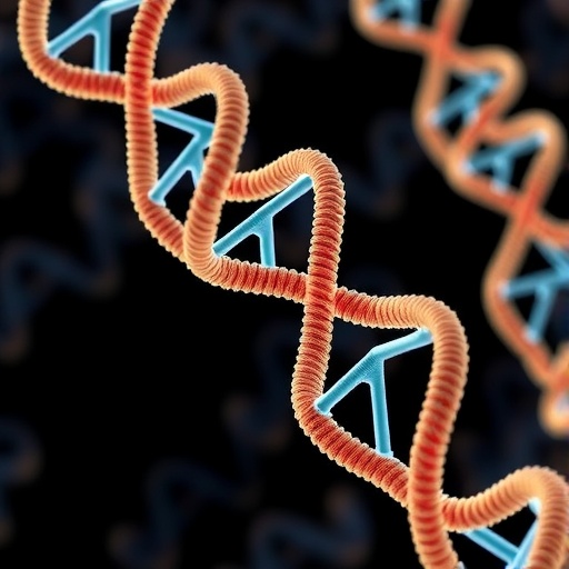 dna-loops-and-cohesion:-organizing-replicated-chromosomes