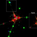 decoupling-point-spread-functions-in-fluorescence-microscopy