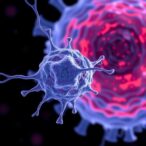 high-dose-irradiation-disrupts-ovarian-cell-adhesion