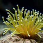 unraveling-symbiotic-relationships-in-seagrass-sponges