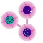 cd14+-urothelial-cancer-cells-promote-metastatic-neutrophil-environment