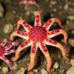 first-mitochondrial-genome-of-clypeaster-virescens-unveiled