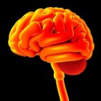 new-model-predicts-mild-cognitive-impairment-in-older-chinese