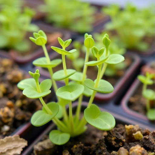 arabidopsis-proteins-boost-calcium-uptake-for-stress-tolerance