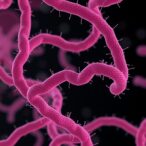 rna-ern0160-regulates-enterococcus-faecium-virulence-factors