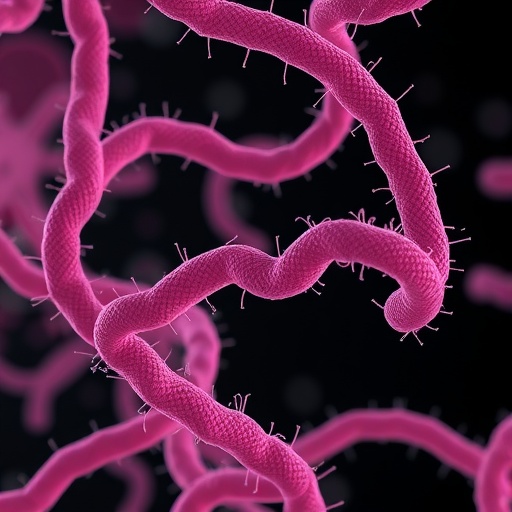 rna-ern0160-regulates-enterococcus-faecium-virulence-factors