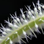 studying-mir172-family-in-phaseolus-vulgaris-under-metal-stress