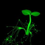 single-cell-insights-into-potato-phytophthora-interaction