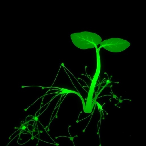 single-cell-insights-into-potato-phytophthora-interaction