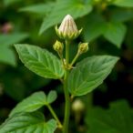 swift-jasmonate-signals-trigger-plant-wide-immunity