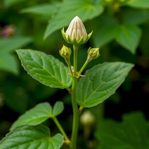 swift-jasmonate-signals-trigger-plant-wide-immunity