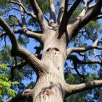 widespread-rise-in-australian-tree-deaths