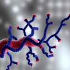 tlr4-fuels-escc-via-inflammation-and-zinc-regulation