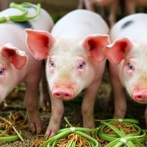 sweet-potato-leaf-silage-boosts-growth-in-pigs