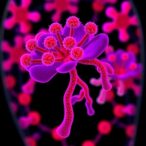 organoids:-a-new-hope-for-pancreatic-cancer-treatment