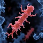 machine-learning-unveils-bacillus-anthracis-adaptability-and-virulence