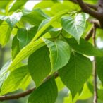 genetic-insights-boost-catalpa-huangxin-conservation-efforts