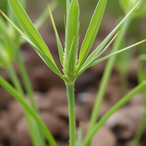 imputation-unveils-barley-shoot-meristem-gene-networks