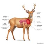 immune-and-stress-pathways-in-hog-deer-revealed