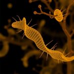 genetic-switch-controls-yeast’s-uni-and-multicellularity