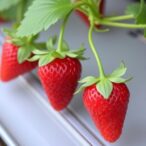 salicylic-acid-affects-strawberry-yield-and-quality