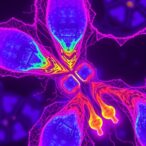 bidirectional-crispr-maps-glis3-fibrosis-circuit