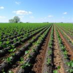 rethinking-arsenic-cleanup-in-farm-soils