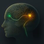 stem-cell-derived-neurons-navigate-to-form-connections-in-the-injured-brain