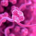 designing-liver-simulants-with-hyperelastic-micromechanics