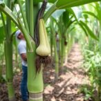 exploring-heterosis-in-abaca-bc2-hybrid-dioscoro-1