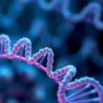 decoding-5′-rna-capping-with-npnns-by-bacteria