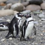 magellanic-penguin-population-trends-along-argentina’s-coast