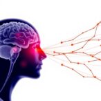 mitochondrial-dysfunction-drives-peripheral-hypersensitivity-in-migraine