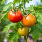 tomato-plants:-how-heat-stress-affects-growth
