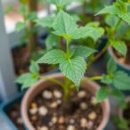 tailored-mobilenetv3large-framework-for-detecting-plant-diseases