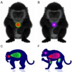 new-aβ-tracking-pet-radiotracer-revolutionizes-imaging-in-monkeys