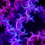 ghzat11-boosts-wound-healing-via-sugar-transport