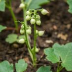 rhizobium-boosts-cowpea-nodulation-and-soil-fertility