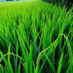 osdof1-boosts-rice-lodging-resistance-via-auxin-suppression