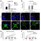 blocking-ras/mek/pi3k-boosts-cd40-therapy-in-melanoma